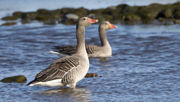 MERIHANHIA ON JO USEISSA PAIKOISSA