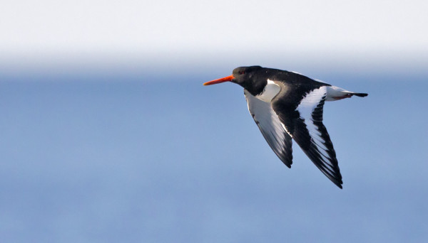 MERIHARAKAT OVAT JO SAAPUNEET