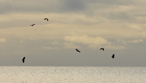 MERIKOTKIA ON TÄNÄ KEVÄÄNÄ SELVÄSTI AIEMPIA VUOSIA ENEMMÄN