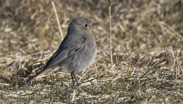 MUSTALEPPÄLINTU - JO KEVÄÄN KYMMENES YKSILÖ
