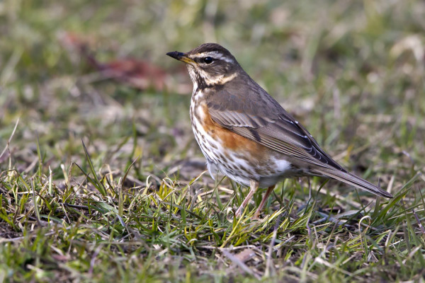 PUNAKYLKI- JA LAULURASTAITA ON SAAPUNUT REIPPAASTI