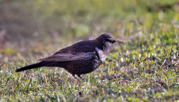 KEVÄÄN EKA SEPELRASTAS ON VIIHTYNYT PIHANURMIKOILLA