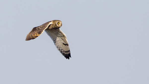 KEVÄÄN EKA SUOPÖLLÖ SAAPUI ITÄMERELTÄ ETELÄNIEMEEN