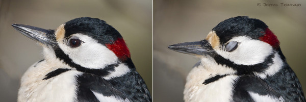KÄPYTIKKAKIN VOI OLLA ILMEIKÄS