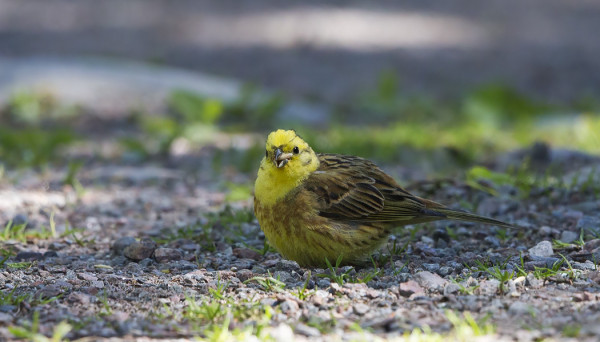 KANARIALINTUMAISEN VÄRIKÄS KELTASIRKKU KOULUN HIEKKATIELLÄ