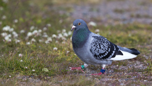 RUOTSALAINEN KIRJEKYYHKY