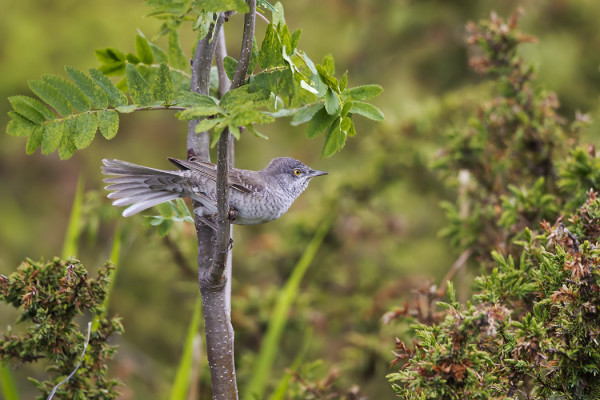 KIRJOKERTTU ÖSTERÄNGIN REUNALTA