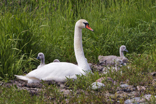 KYHMYJOUTSENPOIKUE OLEILEE SAAREN RANNOILLA