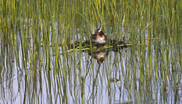 MUSTAKURKKU-UIKKU HAUTOO SAUNALAHDEN PERUKASSA