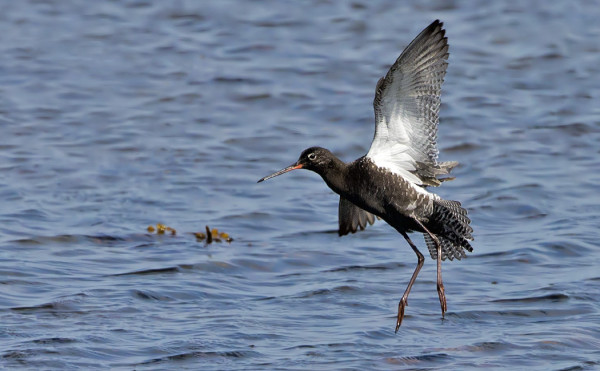 MUSTAVIKLONAARAAT MUUTTAVAT JO ETELÄÄN