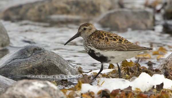 VAIHTOPUKUINEN SUOSIRRI NÄKYI 18.6. - MENOSSA POHJOISEEN VAI ETELÄÄN?