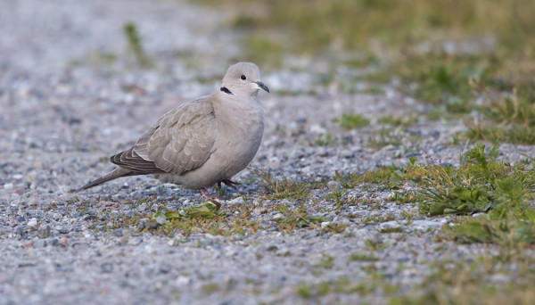 VUODEN VIIDES TURKINKYYHKY RUOKAILI KYLÄN HIEKKATIELLÄ
