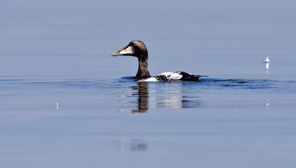 SULKIVIA KOIRASHAAHKOJA KELLUU PALJON AVOMERELLÄ