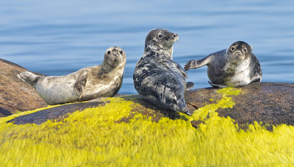 HARMAAHYLKEET OVAT SYMPAATTISIA!