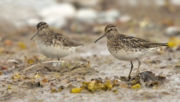 JÄNKÄSIRRIÄISIÄ ITÄRANNALLA
