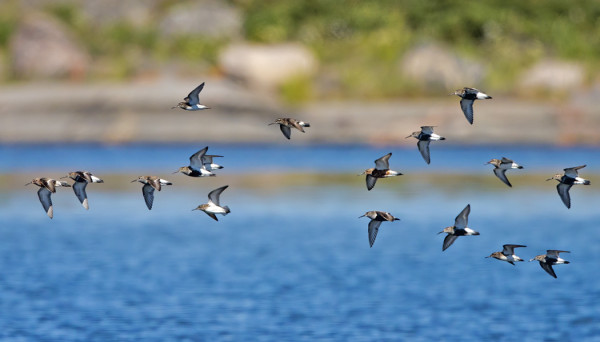 KAHLAAJAPARVESSA PARI KUOVISIRRIÄ, SUOSIRRIÄ JA USEITA JÄNKÄSIRRIÄISIÄ