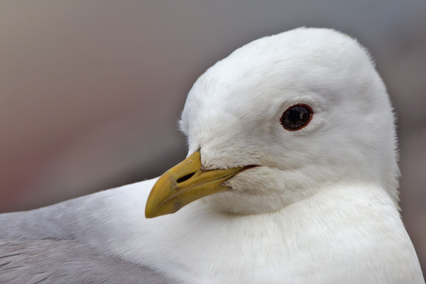 POTRETTI KALALOKISTA