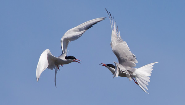 LAPINTIIRA JA KALATIIRA OTTIVAT YHTEEN ITÄRANNALLA