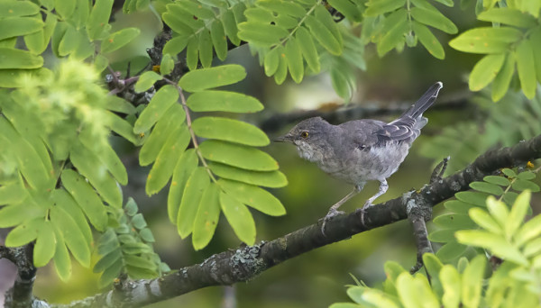 KIRJOKERTTU VIIHTYY SAUNAMME KUPEELLA