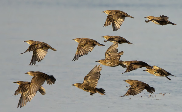 NUORIA KOTTARAISIA LIIKKUU SAARESSA PIKKUPARVISSA