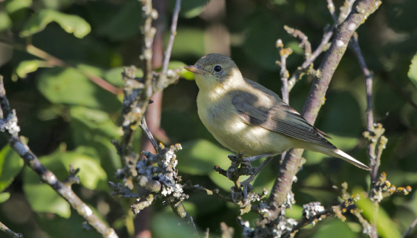 KULTARINTA ON PESINYT SAARESSA, LYMYILEE SAUNAMME LUONA