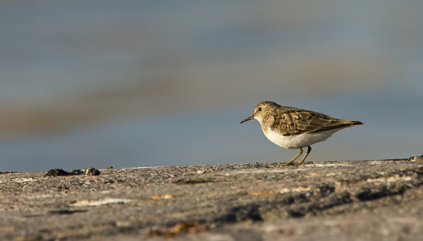 YKSINÄINEN LAPINSIRRI ITÄRANNALLA