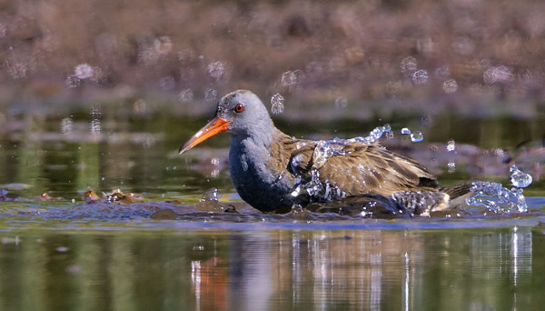 LUHTAKANA KÄVI MERIVESIKYLVYLLÄ 