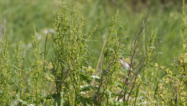 LUHTAKERTTUNEN ON VIELÄ ÄÄNESSÄ