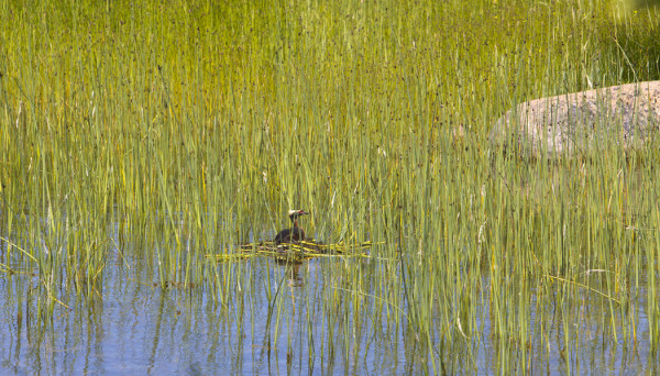 MUSTAKURKKU-UIKKU HAUTOO EDELLEEN SAUNALAHDELLA