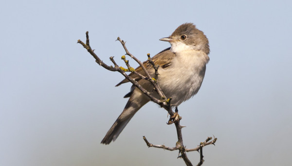 PENSASKERTTU ON UTÖSSÄ YLEINEN PESIMÄLAJI