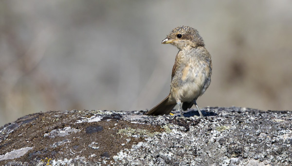 NUORIA PIKKULEPINKÄISIÄ ON SAARESSA MONIN PAIKOIN