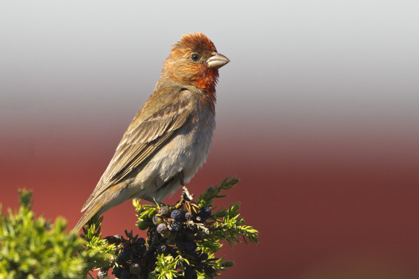 PUNAVARPUNEN KÄY PIHALLAMME SILLOIN TÄLLÖIN