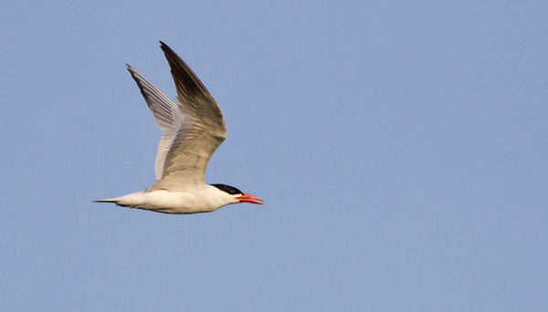 RÄYSKÄ ON UTÖSSÄ YLLÄTTÄVÄN HARVINAINEN VIERAS
