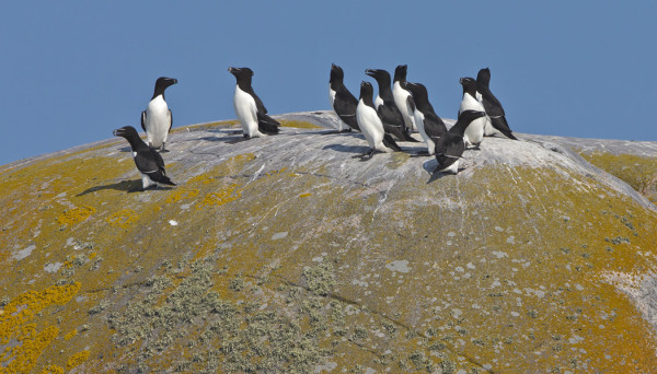GROPSKÄRIN RUOKKEJA