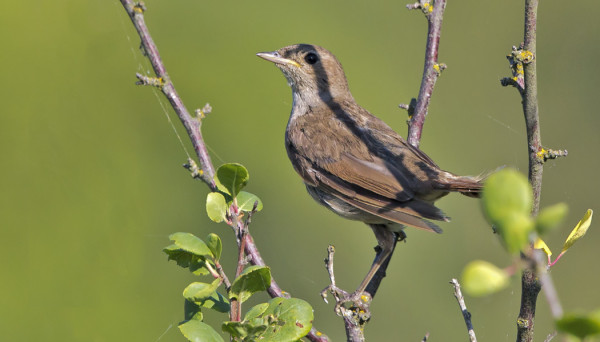 RÄHJÄISEN NÄKÖINEN SATAKIELI KÄY AJOITTAIN SAUNAPUSKASSAMME