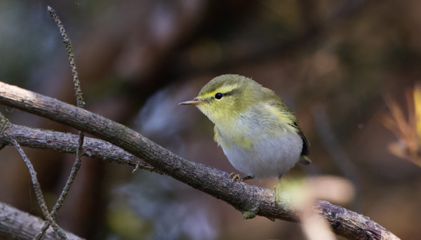 SIRITTÄJÄT VIIHTYVÄT GAMLA POSTENIN MÄNNIKÖSSÄ