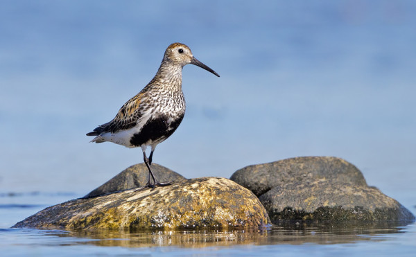 NÄILLÄ KELEILLÄ SUOSIRRITKIN OVAT LÄHES KATEISSA