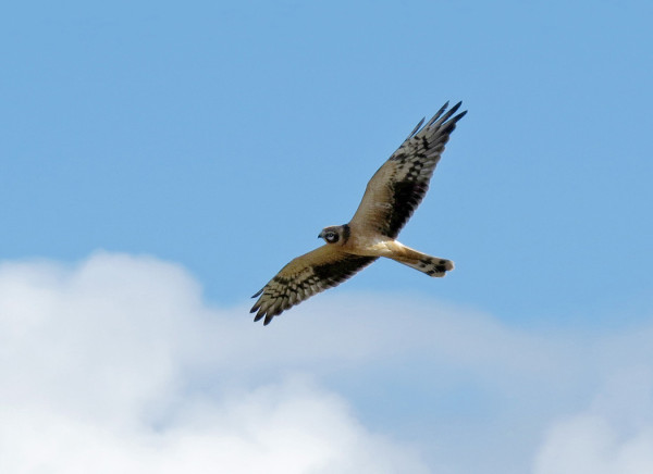 NUORI AROSUOHAUKKA MUUTTI LOUNAASEEN (Kuva: Mikko Järvinen)