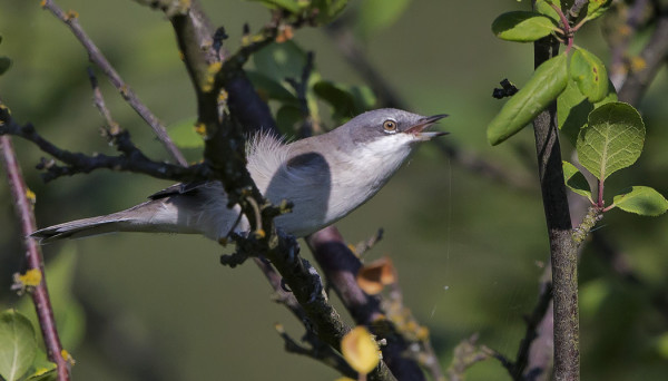 hernekerttu_01_Korppoo_08_14