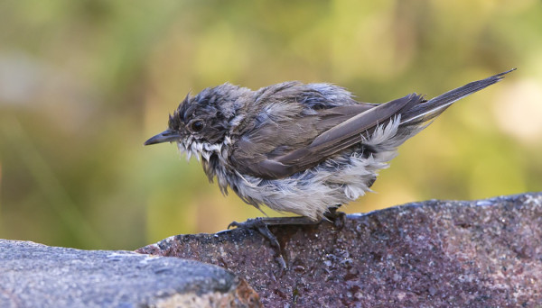 HERNEKERTTU KUIVANA (YLLÄ) JA MÄRKÄNÄ (ALLA) - MÄRKÄNÄ KÄYTYÄÄN JUOMASSA JA PESEYTYMÄSSÄ LINTUJEN VESIALTAALLA, JONKA TEIMME SAUNAN NURKALLE