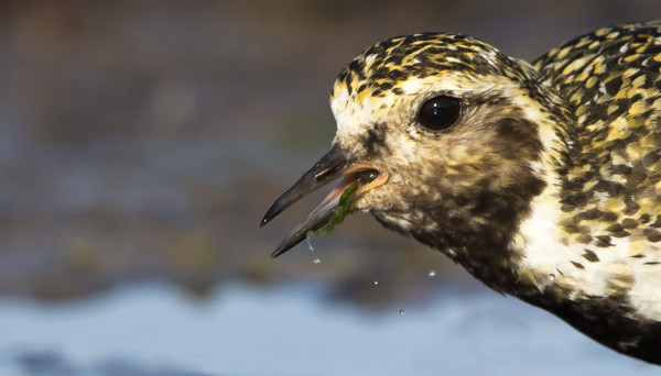ITÄRANNALLA RUOKAILI PARI KAPUSTARINTAA, VANHA JA NUORI