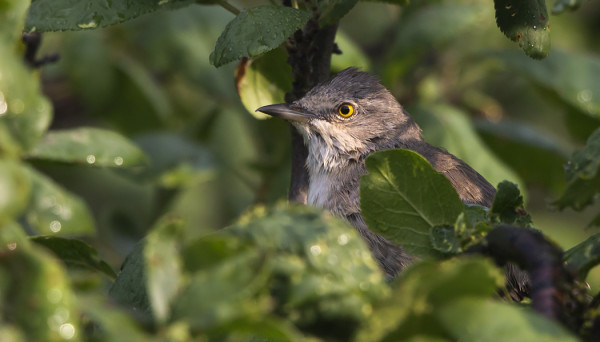 KIRJOKERTTU KURKISTELEE SAUNAPENSAASTAMME