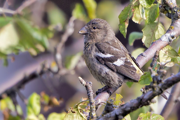 AAMUKAHVIA JUODESSAMME LÄHEISEEN OMENAPUUHUN TUPSAHTI KOLME KIRJOSIIPIKÄPYLINTUA, JOISTA TÄSSÄ YKSI NAARAS
