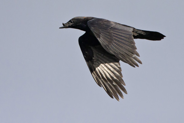 SAARESSA OLEILEE KORPPI, JOLLA ON YLÄNOKKA PAHASTI VIOTTUNUT