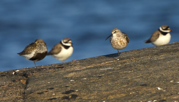 VANHAT KUOVISIRRIT OVAT JO REIPPAASTI VAIHTAMASSA PUKUA