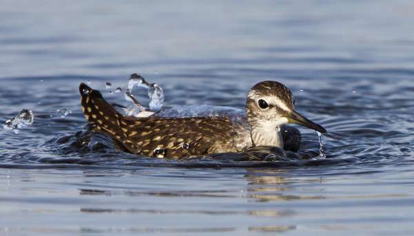 MUUTAMA LIRO ON VIELÄ NÄKYNYT