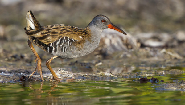 LUHTAKANA OLI HIENOSTI NÄYTILLÄ