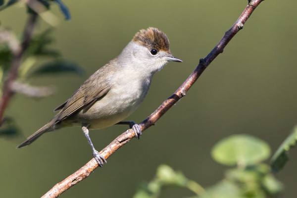 1kv MUSTAPÄÄKERTTUJA ON VIERAILLUT SAUNAPUSKASSAMME