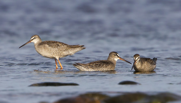 NUORIA MUSTAVIKLOJA ITÄRANNALLA