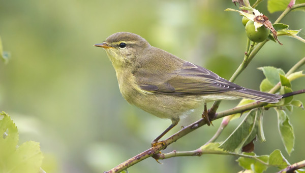 PAJULINTUJEN MUUTTO ON HYVÄSSÄ VAUHDISSA